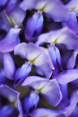 Image showing Flowers on a Cannes Garden