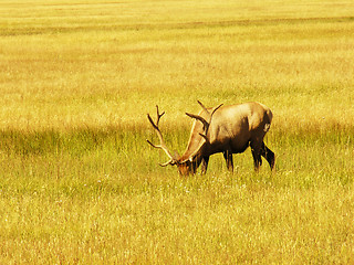 Image showing Yellowstone Fauna