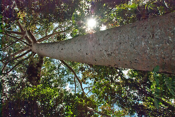 Image showing Rain Forest on the road to Kuranda