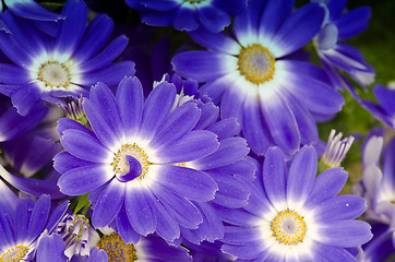 Image showing Violet Flowers of Tuscany, Italy