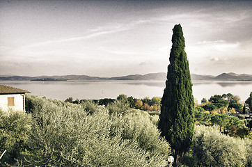 Image showing Tree and Vegetation in Umbria
