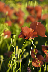 Image showing Poppies Meadow, Tuscany