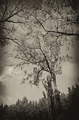 Image showing Black and White view of Fonti del Clitunno in Umbria