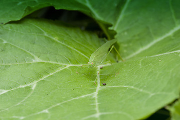 Image showing Grasshopper over a Leaf, Italy