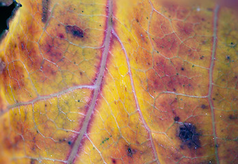 Image showing Leaf Veins and Colors during Fall