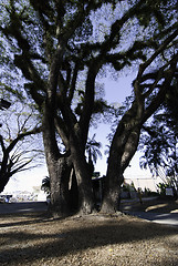 Image showing Textures of Bearded Mossman Trees, Australia
