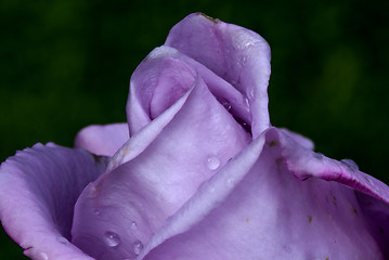 Image showing Wet Purple Rose