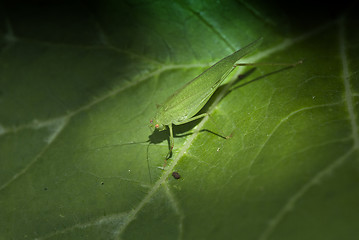 Image showing Grasshopper over a Leaf, Italy