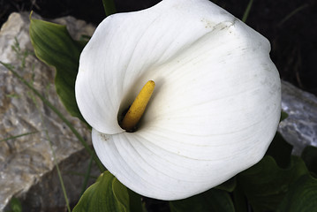 Image showing Calla, Italy