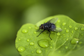 Image showing Fly on a Wet Leaf, Cannes