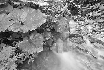 Image showing Flowing Water, Dolomites