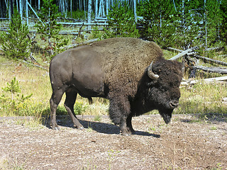 Image showing Yellowstone Fauna