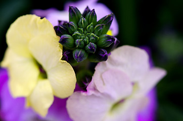 Image showing Macro of Flowers in Tuscany, Italy