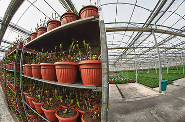 Image showing Greenhouse Interior, Italy