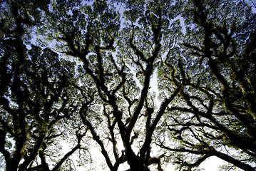 Image showing Textures of Bearded Mossman Trees, Australia