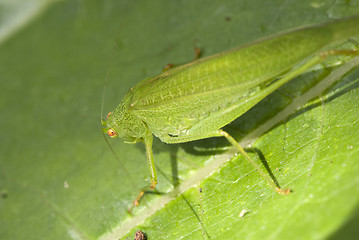Image showing Grasshopper over a Leaf, Italy