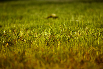 Image showing Colors of Grass during Fall