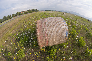 Image showing Haybale, Tuscany