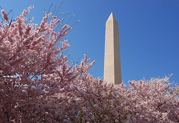 Image showing Cherry blossom