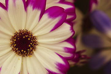 Image showing Violet Flowers of Tuscany, Italy