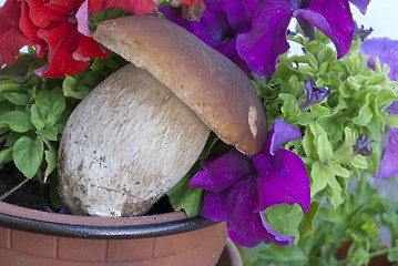 Image showing Boletus Mushrooms Composition, Italy