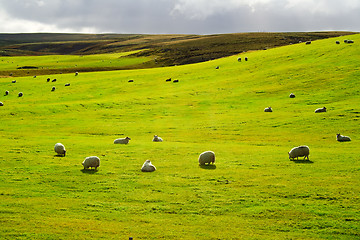 Image showing Meadow with flock of sheeps