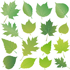 Image showing Green leaf collection set