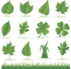 Image showing Collection of green leaves isolated on white