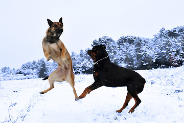 Image showing dogs in snow