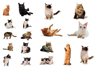 Image showing group of cats