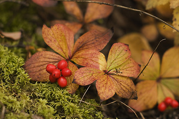 Image showing Fall berry