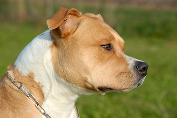 Image showing american staffordshire terrier