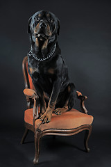 Image showing rottweiler on an armchair