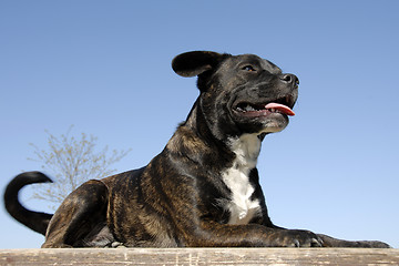 Image showing staffordshire bull terrier