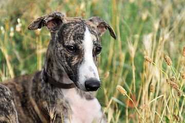 Image showing puppy whippet