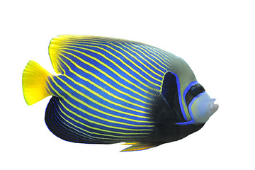 Image showing Emperor Angelfish