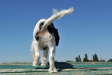 Image showing back of dog