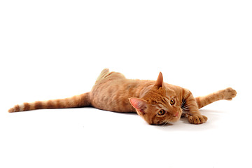 Image showing ginger cat 