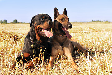 Image showing malinois and rottweiler