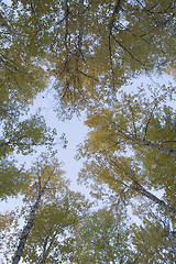 Image showing Autumn colors under the sky