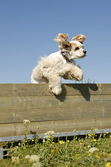 Image showing american cocker in agility