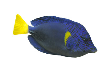 Image showing blue Tang fish