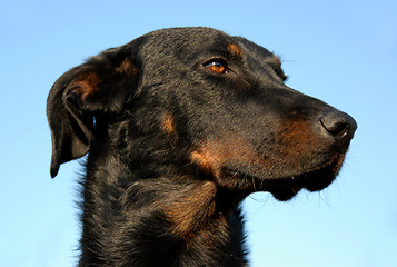 Image showing french shepherd