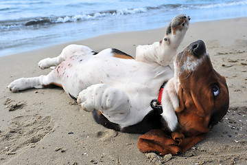 Image showing basset hound on a beach