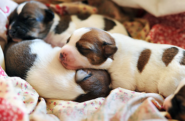 Image showing puppy jack russel terrier