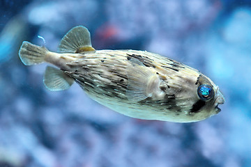 Image showing Slender-spined porcupine fish