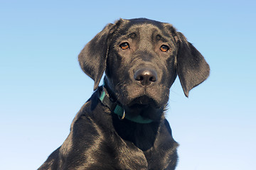 Image showing puppy labrador retriever