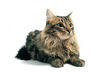 Image showing norwegian cat