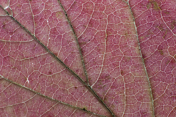 Image showing Fall leaf macro