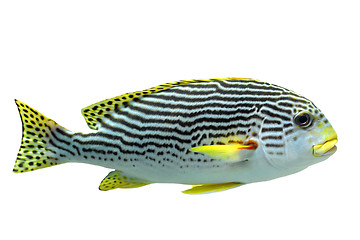 Image showing Plectorhinchus lineatus